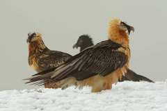 08_NATURA-BIZIA