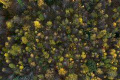 11_BOSQUE