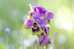 31_ORQUIDEA