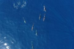 34_DELFINES
