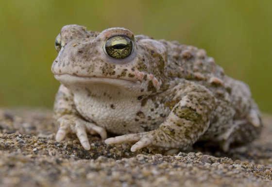 Natura Bizia – Telesaia