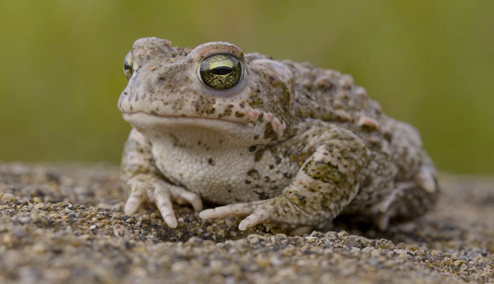 Natura Bizia – Telesaia