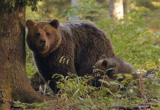 Natura Bizia
