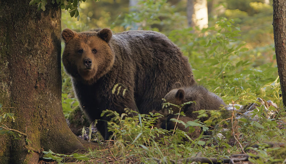 Natura Bizia